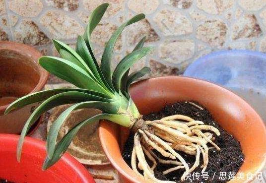 给花草换盆怕入坑掌握6处正确做法,再不用烦恼伤亡问题