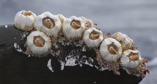 撞向船只就为了 挠痒痒 拳头大小的生物是这样让鲸鱼疯掉的 快资讯 撞向船只就为了 挠痒痒 拳头大小的生物是这样让鲸鱼疯掉的 快资讯