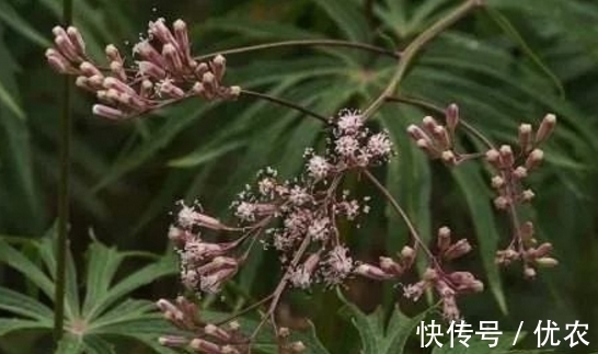 兔子|来自大自然的馈赠:“中药材兔儿伞”,治风湿麻木,全身疼痛