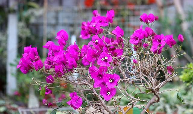 三角梅不开花,简单“4步”操作,30天变“花树”