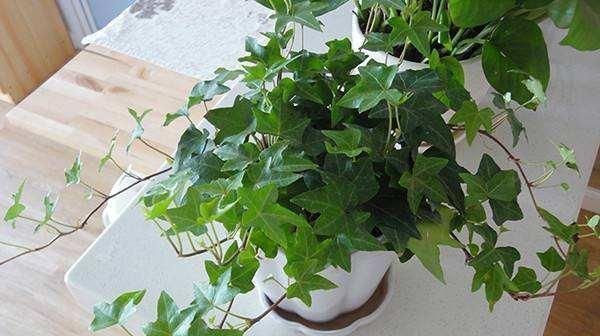 “3种花”养客厅,大气、上档次,吸“甲醛”效果好,空气清新