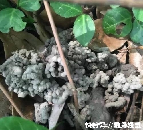 养花土里掺点它，盆土疏松肥沃，不黄叶不烂根，啥花都喜欢！