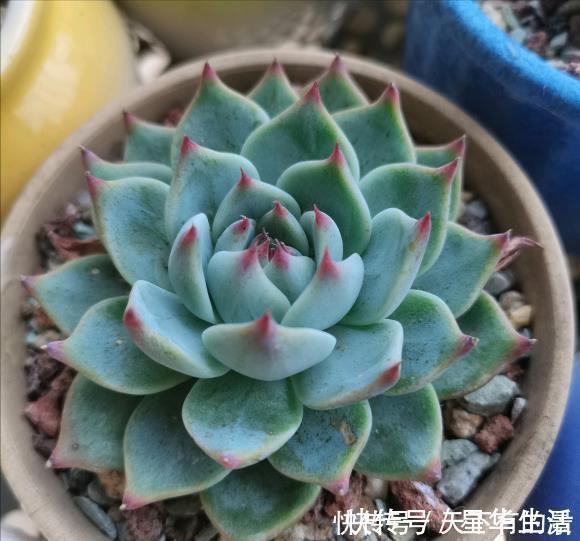 休眠期|夏天养几种“耐热多肉”，不怕酷暑，不用休眠，想养死都难