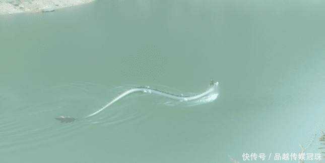 观音|观音的狠心之处,不仅将小白龙的龙珠拿走,还让其无法成佛!