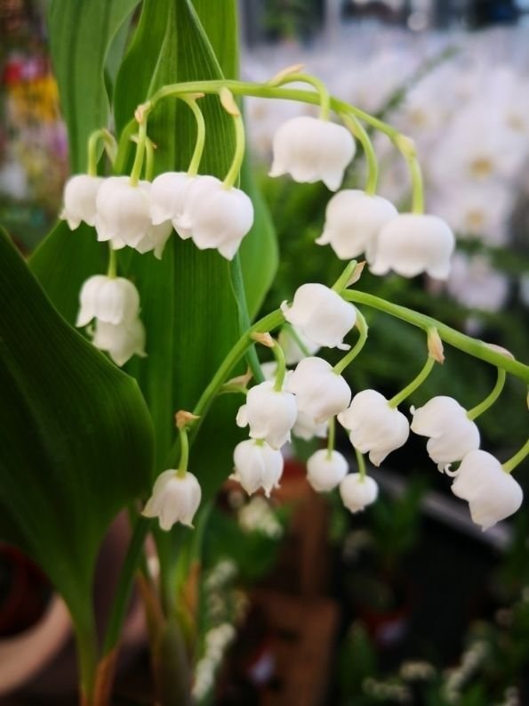 花卉|只能养1年的花,开完花就抓紧时间扔掉,再养也不开花