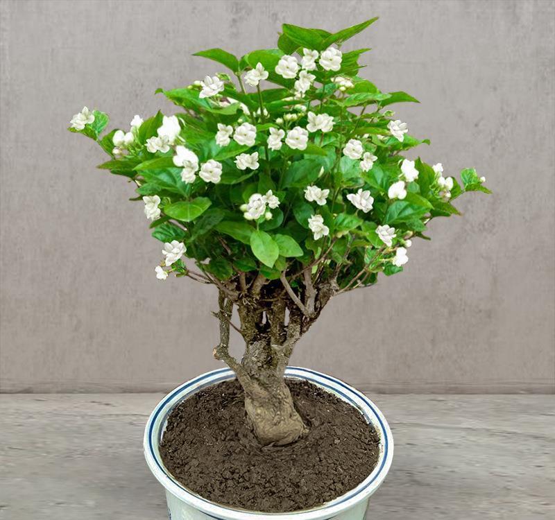 弱酸性|养花，选择土壤要注意，不仅要疏松透气，而且尽量是弱酸性土壤