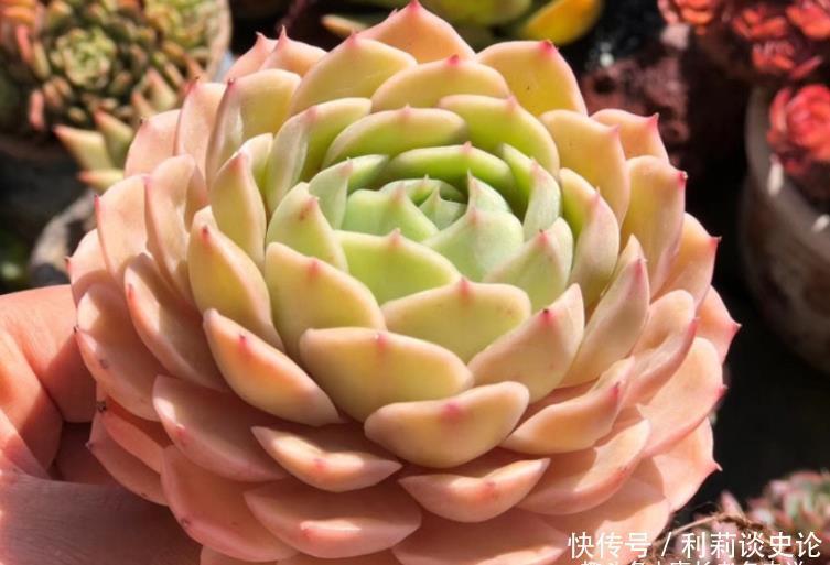 多肉昂斯诺开花基本上是没有花粉的,你知道其中的原因是什么吗?