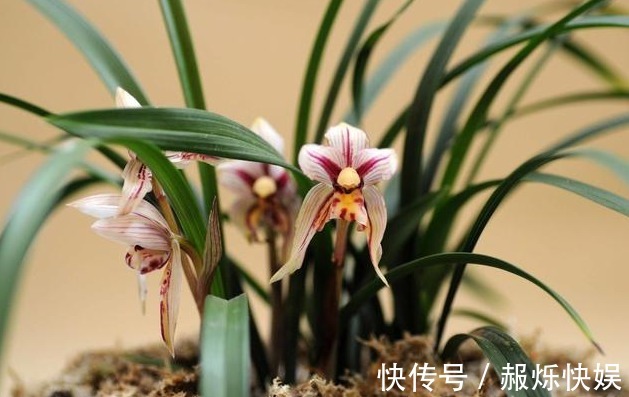 养兰花做好“4步”，叶子不干尖，生长旺盛，新芽多，开花才棒