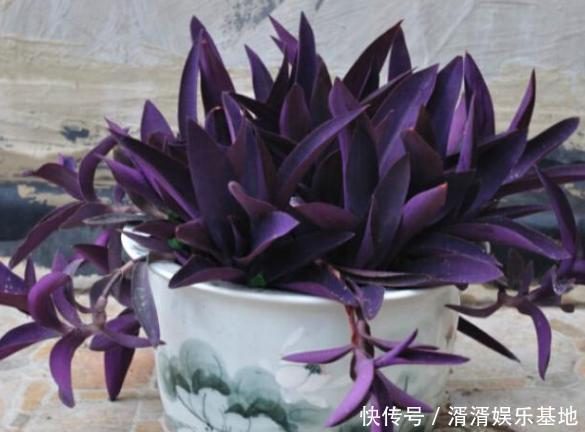 重视健康不喜欢运动在家养紫竹梅,注意3点净化作用明显