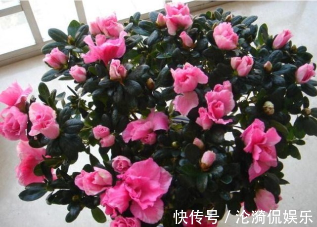 西洋杜鹃|3种“忘忧花”,一养就“上瘾”,好养易爆盆,花美心情好!