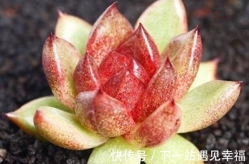 多肉植物|4种不常见却很美艳的多肉,我只养过2种,虽然贵但是不后悔