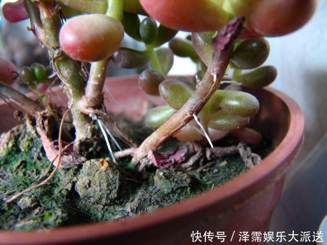 花友|多肉长胡子了这是危险信号，赶紧挖出来看看！