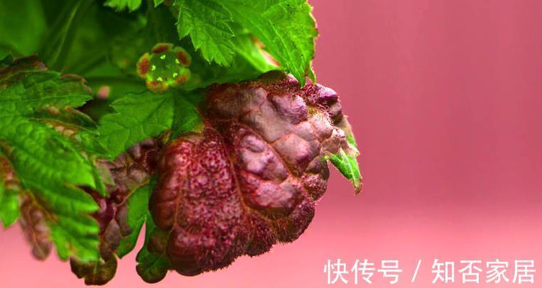 叶片|不注意这些细节，罗汉松越养越丑，养罗汉松必学的常识