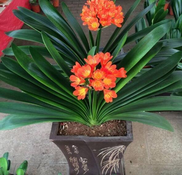 谨记|君子兰最怕“秋老虎”养护谨记“8个字”，秋老虎也得向它低头