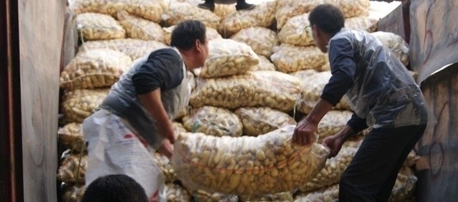 保存生姜千万别放冰箱!教你1个窍门,不干不坏放一年都新鲜