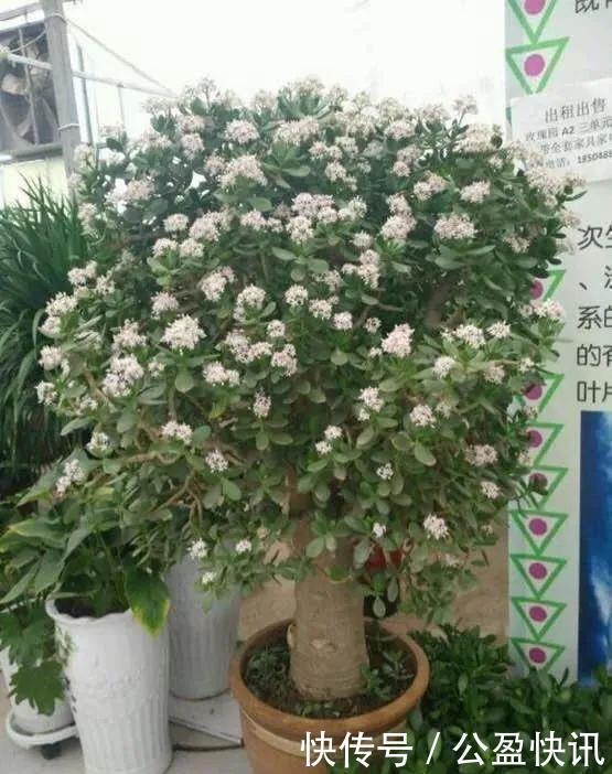  省心|懒人养花首选这三种，省心省力又好养，霸气镇宅添福气，人人都喜