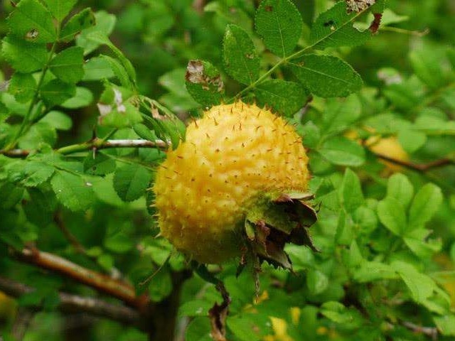 氨基酸|此种带刺野果,女人常吃可防病治病、美容养颜、增强抵抗力