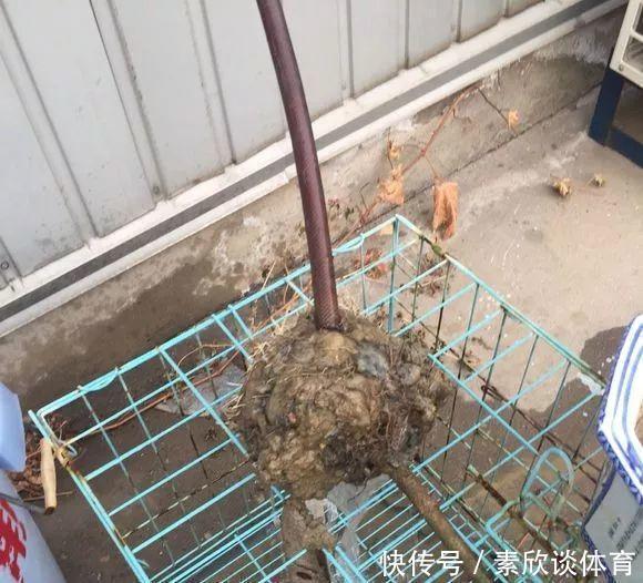 栀子花最怕它,碰上就没救,再上心都养不活!