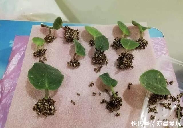 养花|冬天能扦插养花,首选这6个品种,成活率高,很快开出大花朵