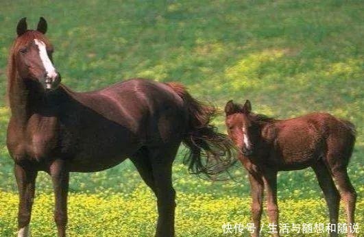 老来得子$“好马不吃回头草”,人呢下半句尽显老祖宗智慧!