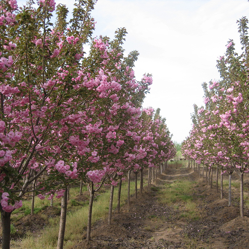 花了100块不到,庭院就大变样,花香四溢,一不小心变成花海