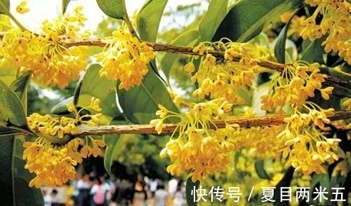 路边碰到修剪2种花,讨点枝条带回家,扦插成盆栽开花美极了!