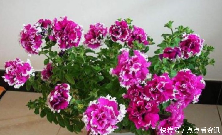 “4种花”埋土里就活，不用管也能花开不断，好养易活开成花海！