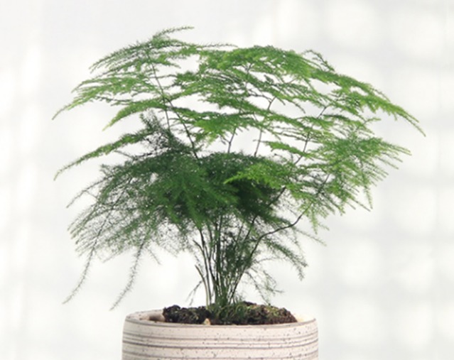 养花还是养点有用的吧,五种花能杀菌又能吸灰尘,净化又美观