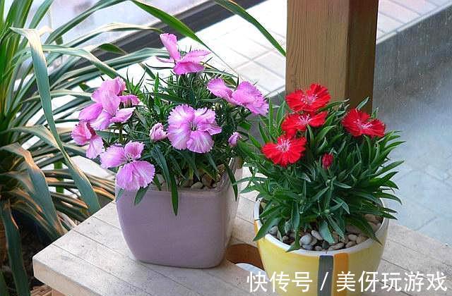 石莲花石莲花|这5盆花养在家里，活氧杀菌，都是活生生的空气净化器