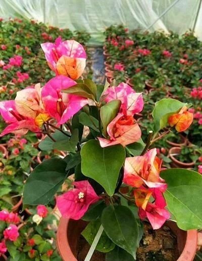 重瓣花中的佼佼者,3种特殊的复色花,开花后实在惊艳夺目