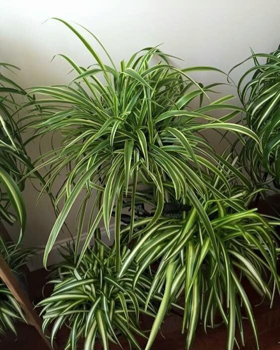 秋冬土里掺点它,君子兰,蟹爪兰,疯狂开花,叶子绿出油