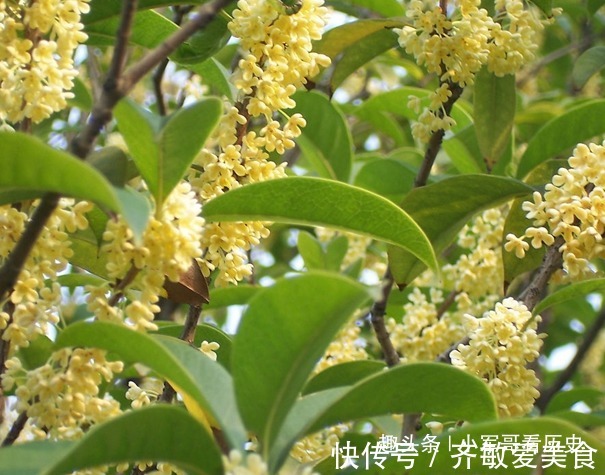 此花颇得文人雅士的喜爱,芬香独一无二,花开即丰收