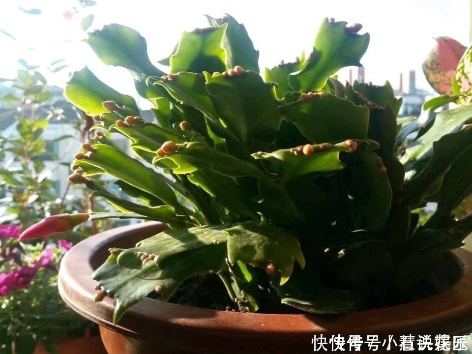 蟹爪兰花苞“蔫不拉几”，这叫做“消苞”现象，有3个原因要知道