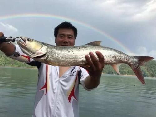 人称|人称“水中老虎”,鱼中的害群之马,肉质鲜美,5000块只能买90斤