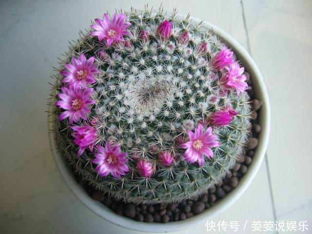 金琥|养仙人球，有“1点”别忽略，不烂根长得胖，长到脸盆大，还开花