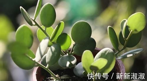 5种长相奇怪的多肉,种在小盆里,好看又皮实,可养很多年!