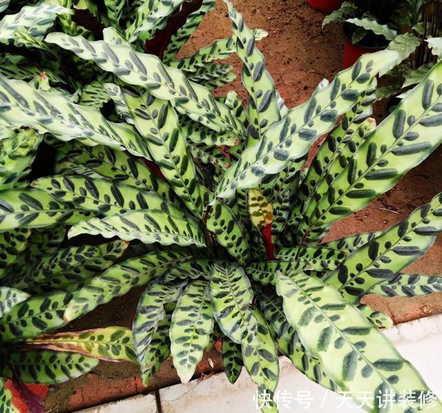 孔雀竹芋喜|孔雀竹芋、猫眼竹芋名字像、长得像,养护方法不同,不可混为一谈