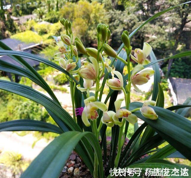 养兰花“2懒1勤”别守规矩，新芽冒不停，花箭半米高