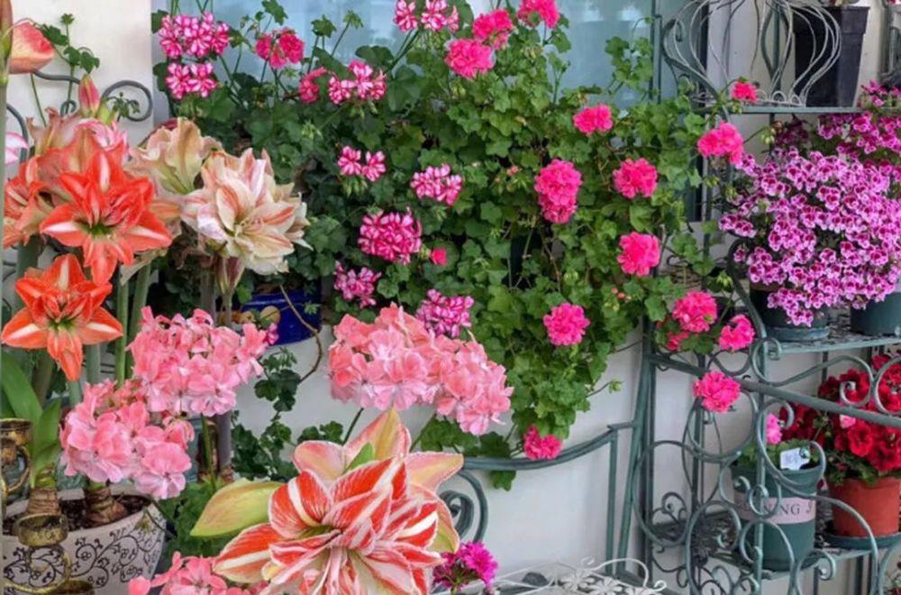 发黄|5种“漂亮花”,一到夏天就蔫了,不是死翘翘,到了秋天会复活