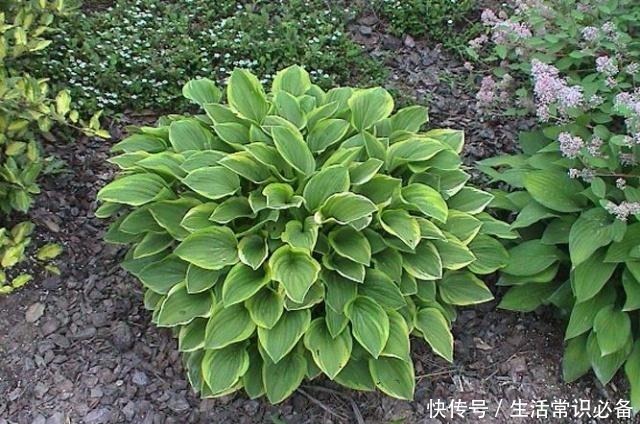 有小院子就养这4种花,花美、耐阴好养,种1棵,开花一大片!