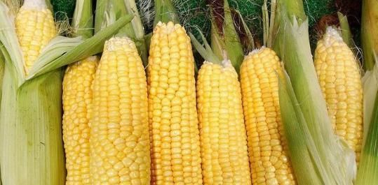 维生素A|爱吃玉米的人此物不可以和玉米一起吃,很多人不知