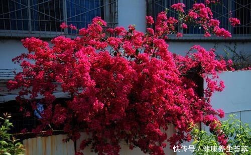 这几种花养在墙角最合适,顺着墙开花成海,盛夏也极美!