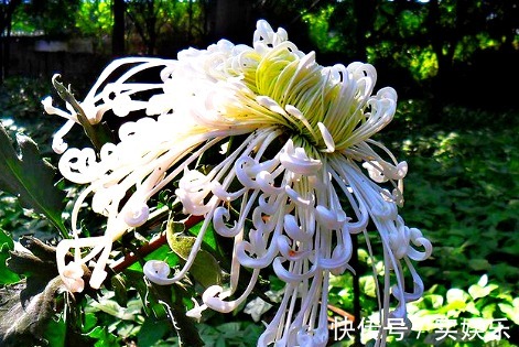 中叶柄|喜欢菊花,不如养盆“菊中珍品”白龙细爪,似游龙翱翔,洁白如玉