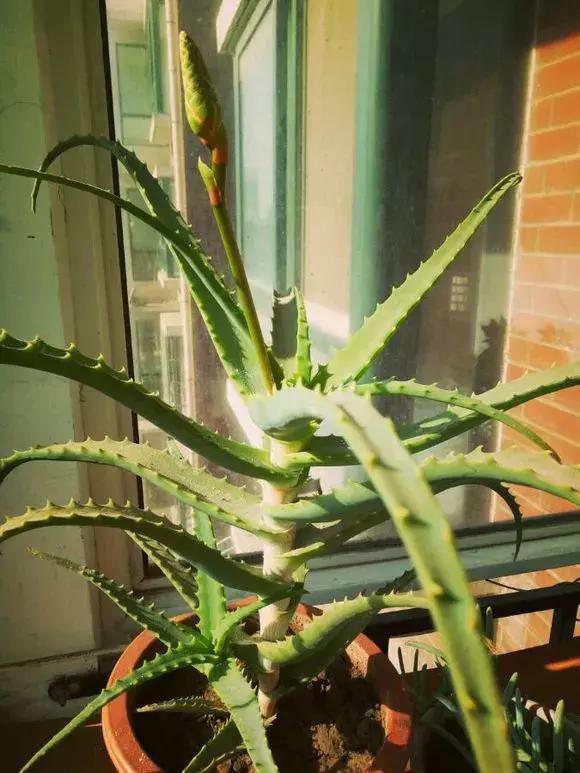 4种花有灵性,平时难开花,一有好事就开花!