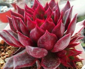 5种红色系多肉,灵气逼人楚楚可爱,人人见了都想养!