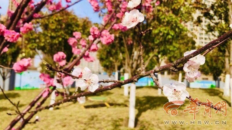 老年|西安一梅园同树开出双色花 记者带你开元公园赏春