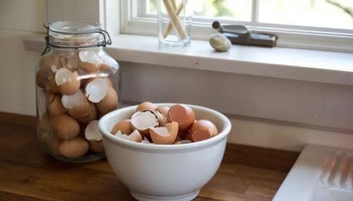 鸡蛋壳于养花而言，就是理想的防御工事、养分、容器