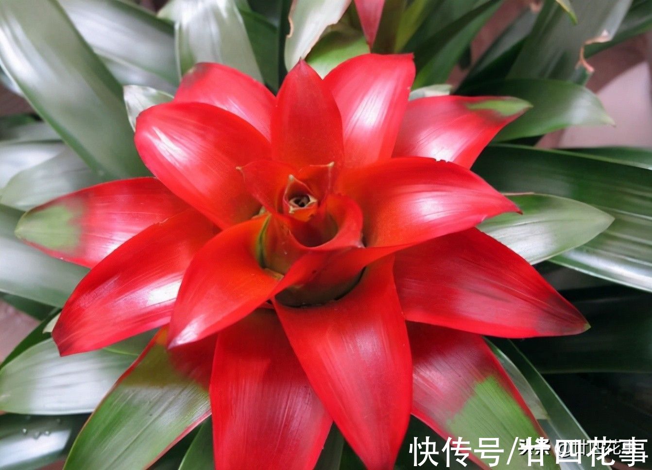 5种“一次性花”,开完花扔掉吧,浪费精力继续养,忒不划算