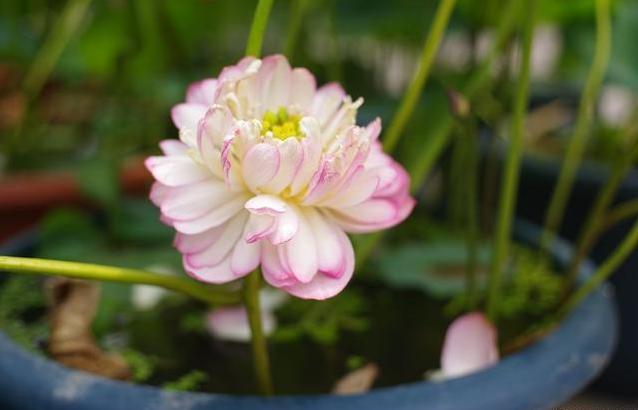 养花要用“杀菌剂”，这3种就很好用，家家都有，效果比多菌灵强