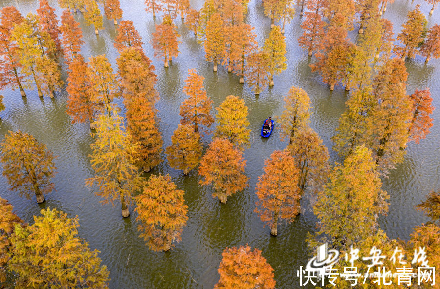 合肥一六八玫瑰园学校|十一月 安徽与美同行